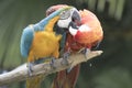 Ara macaw parrot Royalty Free Stock Photo