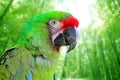 Ara Militaris Military Macaw Green parrot Royalty Free Stock Photo