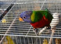 Ara parrot with a blue head and green feathers for sale in the pet shop Royalty Free Stock Photo