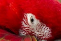 Ara parrot breed Royalty Free Stock Photo