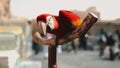 Ara parrot close up in exotic bird animal market Royalty Free Stock Photo