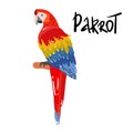 Ara parrot. hand drawing Isolated vector tropical design element. Tropical birds on the white background Royalty Free Stock Photo