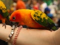 Ara parrot on human hand try to steal juwelry from hand bracellete