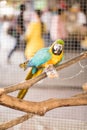 Colorful Ara parrot. Macaw on the branch eating food that feeded. Royalty Free Stock Photo