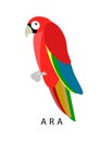 Ara parrot. Red ara vector illustration Royalty Free Stock Photo