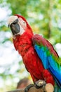 Ara parrot, red blue macaw looking up Royalty Free Stock Photo