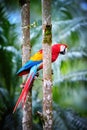 Portrait of Ara parrot, Scarlet Macaw, Ara macao, in its natural green forest environment. Vertical photo. Royalty Free Stock Photo