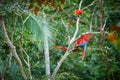 Ara parrots feeding chick, Scarlet Macaw, Ara macao, in its natural green forest environment. Royalty Free Stock Photo