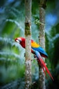 Ara parrot, Scarlet Macaw, Ara macao, in its natural green forest environment. Red, yellow and blue parrot. Vertical photo, wild Royalty Free Stock Photo