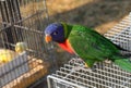 Ara parrot with a vibrant blue head and green feathers for sale in the pet shop Royalty Free Stock Photo