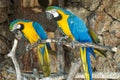 Ara Parrots Royalty Free Stock Photo