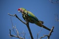 Green parrot perched on top of a tree