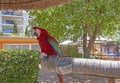 Ara parrots perched wood pole