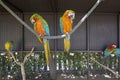 Ara parrots perched wood pole