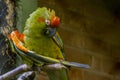 Ara rubrogenys cleaning their feathers