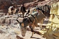 Arab bedouin guide riding in the ancient city of Petra, Jordan Royalty Free Stock Photo