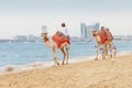 An Arab camel driver on the beach entertains tourists and vacationers by offering animal rides and