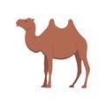 Arab camel in full size. A mammal, an animal with hooves and two humps. Royalty Free Stock Photo