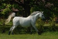 Arab Horse Royalty Free Stock Photo