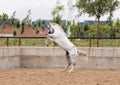 Arab horse Royalty Free Stock Photo