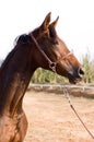 Arab horse Royalty Free Stock Photo