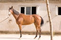 Arab horse Royalty Free Stock Photo