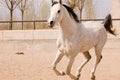 Arab horse Royalty Free Stock Photo