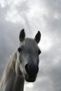 Arab horse head Royalty Free Stock Photo