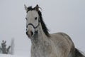 Arab horse on a snow slope hill in winter. The horse runs a canter in the winter on a snowy slope.