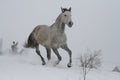 Arab horse on a snow slope hill in winter. The stallion is a cross between the Trakehner and Arabian breeds. Royalty Free Stock Photo