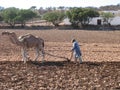 Arab man ploughing his acre, Morocco