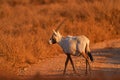 Arabia nature. Wildlife Jordan, Arabian oryx or white oryx, Oryx leucoryx, antelope with a distinct shoulder bump, Evening light Royalty Free Stock Photo