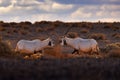 Arabia nature. Wildlife Jordan, Arabian oryx or white oryx, Oryx leucoryx, antelope with a distinct shoulder bump, Evening light Royalty Free Stock Photo