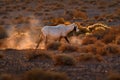 Arabia nature. Wildlife Jordan, Arabian oryx or white oryx, Oryx leucoryx, antelope with a distinct shoulder bump, Evening light Royalty Free Stock Photo