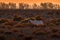 Arabia nature. Wildlife Jordan, Arabian oryx or white oryx, Oryx leucoryx, antelope with a distinct shoulder bump, Evening light Royalty Free Stock Photo