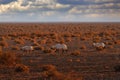 Arabia nature. Wildlife Jordan, Arabian oryx or white oryx, Oryx leucoryx, antelope with a distinct shoulder bump, Evening light Royalty Free Stock Photo