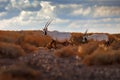 Arabia nature. Wildlife Jordan, Arabian oryx or white oryx, Oryx leucoryx, antelope with a distinct shoulder bump, Evening light Royalty Free Stock Photo