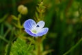 Arabia speedwell Royalty Free Stock Photo