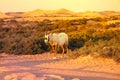 Arabian antelope or Oryx in the Desert Conservation Reserve near Dubai, UAE Royalty Free Stock Photo