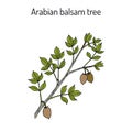 Arabian balsam tree Commiphora gileadensis , or balm of Gilead