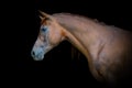 Arabian bay horse portrait on black background Royalty Free Stock Photo