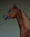 Arabian bay horse portrait in dark stable Royalty Free Stock Photo