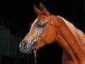 Arabian bay horse portrait in dark stable Royalty Free Stock Photo