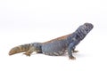 Arabian blue mastigure (Uromastyx ornata philbyi) Royalty Free Stock Photo