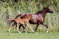 Arabian breed foal and mare galloping in a meadow Royalty Free Stock Photo