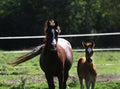 Arabian breed foal and mare galloping in a meadow Royalty Free Stock Photo