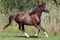 Arabian breed horse canter on natural background summertime Royalty Free Stock Photo