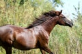 Arabian breed horse canter on natural background summertime Royalty Free Stock Photo