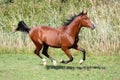 Arabian breed horse galloping across a green summer pasture Royalty Free Stock Photo