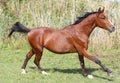 Arabian breed horse galloping across a green summer pasture